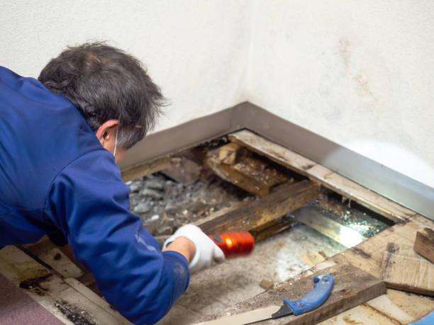 Best Mold Damage Restoration  in Salinas, CA